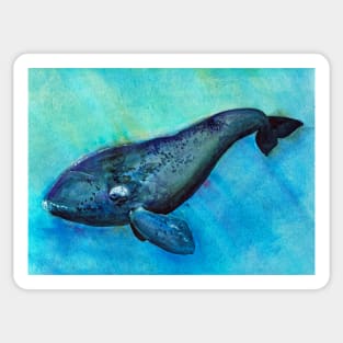 Right whale Sticker